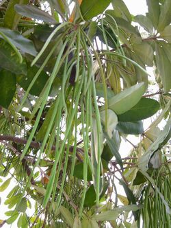 Alstonia scholaris fruits.JPG