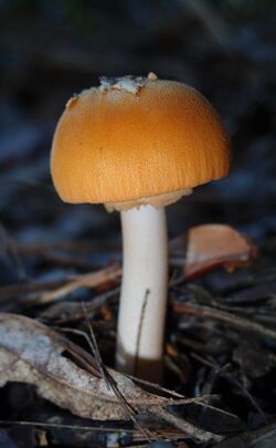 Amanita armeniaca A.E. Wood 878534.jpg