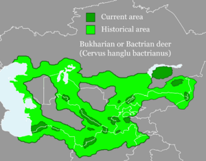 Area of the Bukharian (Bactrian) deer population.png