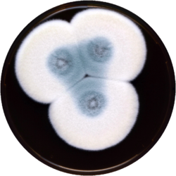 Aspergillus pseudoviridinutans meaox.png