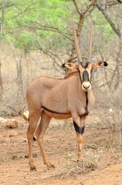 Beisa, Tsawo-Wes, Tanzanië.jpg