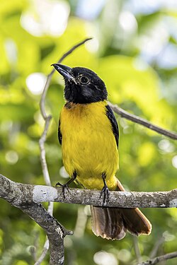 Black-throated shrike-tanager (Lanio aurantius) male Peten.jpg