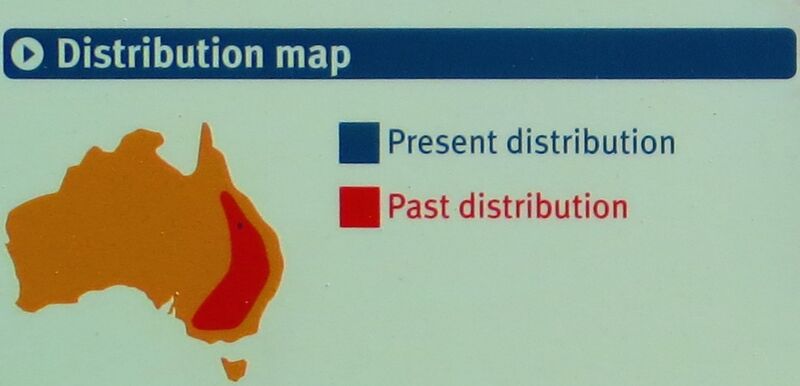 File:Bridled nailtail wallaby-distribution map.JPG