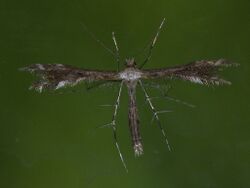Buckleria paludum - European sundew moth - Пальцекрылка болотная (40478741264).jpg