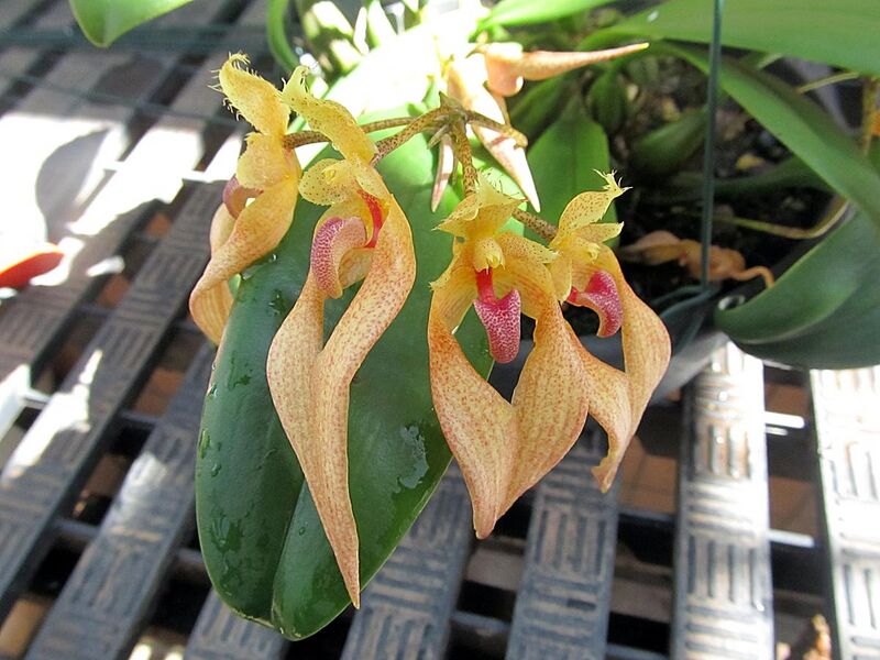 File:Bulbophyllum bicolor.JPG