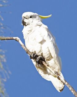 Cacatua galerita fitzroyi 1.jpg