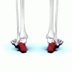 Calcaneus animation01.gif