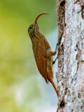 Campylorhamphus procurvoides - Curve-billed Scythebill; Botanic Garden Tower, Manaus, Amazonas, Brazil.jpg