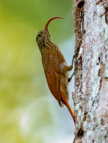 File:Campylorhamphus procurvoides - Curve-billed Scythebill; Botanic Garden Tower, Manaus, Amazonas, Brazil.jpg