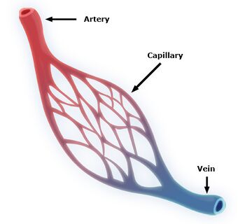 Capillary system CERT.jpg