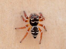 Cast-iron jumping spider 5831.jpg