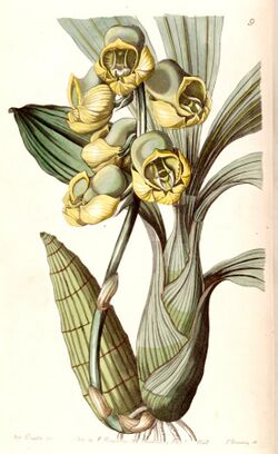 Catasetum planiceps - Edwards vol 29 (NS 6) pl 9 (1843).jpg