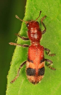 Checkered Beetle - Enoclerus rosmarus, Meadowood Farm SRMA, Mason Neck, Virginia.jpg