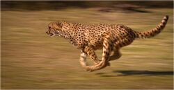 Cheetah chase.jpg