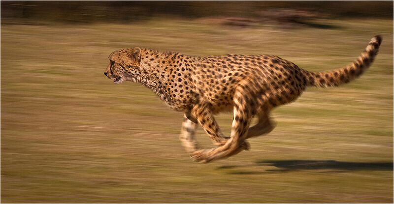 File:Cheetah chase.jpg
