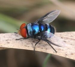 Chrysomya marginalis, Buffelsdrift, a.jpg