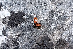 Coccinellidae species 0210.JPG