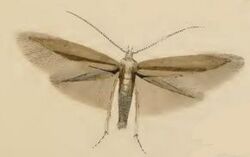 Coleophora siccifolia.JPG