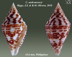 Conus andremenezi2.jpg