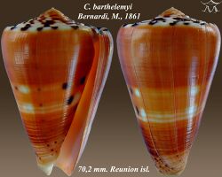 Conus barthelemyi 1.jpg