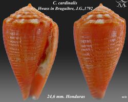 Conus cardinalis 1.jpg