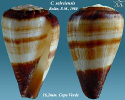 Conus salreiensis 1.jpg