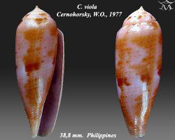 Conus viola 1.jpg