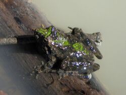 Cricket Frog, Acris crepitans - Flickr - GregTheBusker (1).jpg