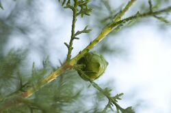 Cupressus atlantica 8.JPG