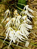 Dendrobium linguiforme Orchi 029.jpg