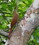 Dendrocolaptes picumnus picumnus - Black-banded Woodcreeper; Manaus, Amazonas, Brazil.jpg