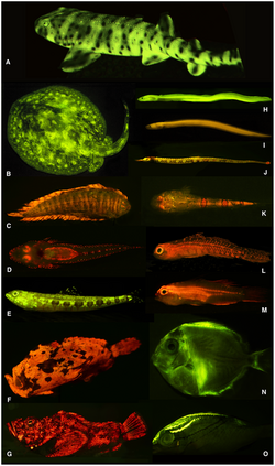 Diversity of fluorescent patterns and colors in marine fishes - journal.pone.0083259.g001.png
