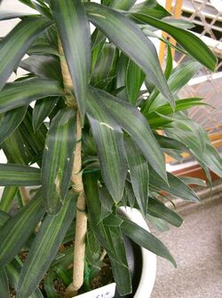 Dracaena reflexaSong of Jamaica1.jpg