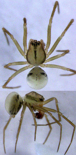 Colour photos of the dorsal and side view of an adult male Drapetisca australis spider, about 1.7 mm in length. The spider is mainly straw yellow with a black stripe going down its abdomen.