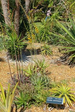 Dyckia microcalyx - Marie Selby Botanical Gardens - Sarasota, Florida - DSC01307.jpg