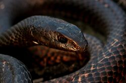 Eastern Coachwhip (Masticophis flagellum flagellum) - Flickr - 2ndPeter (1).jpg