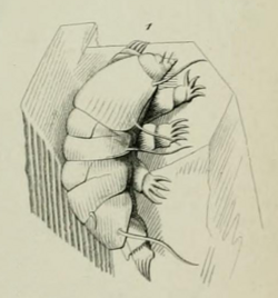 Echiniscus testudo Doyere 1840 Pl 12 Fig 1.png