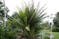 Encephalartos whitelockii 4zz.jpg