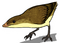 Eoaluavis life restoration.png