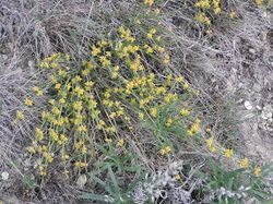 Ephedra distachya (male plant in bloom).jpg