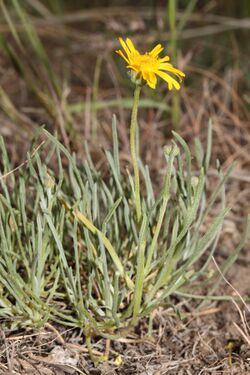 Erigeron linearis 9773.JPG