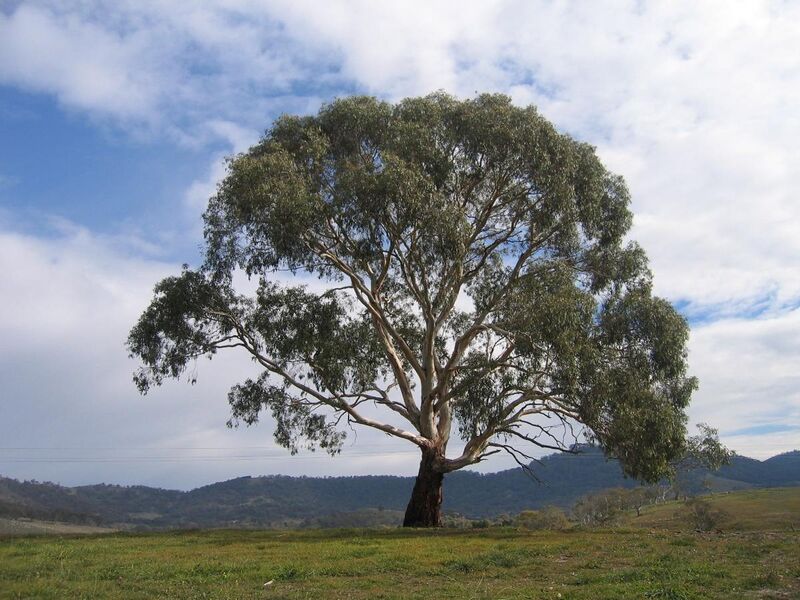 File:Eucalyptus rubida.jpg
