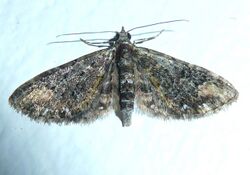 Eupithecia rubidimixta, Pretoria.jpg