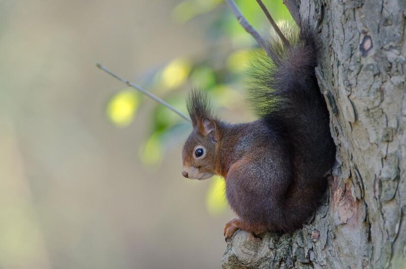 File:European Red squirrel.jpg