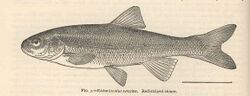FMIB 38967 Richardsonius egregius Red-striped shiner.jpeg