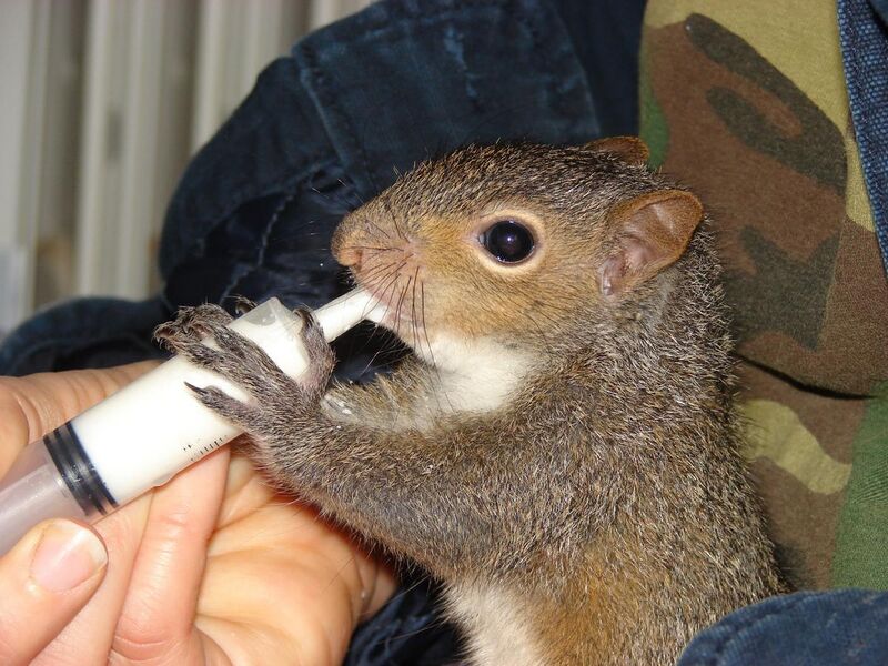 File:Feeding a baby squirrel.jpg