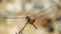 Female Common Glider flank (17068671967).jpg