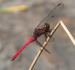Fiery Skimmer Dragonfly. Orthetrum villosovittatum - Flickr - gailhampshire.jpg