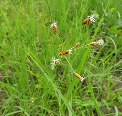 Fimbristylis puberula.jpg