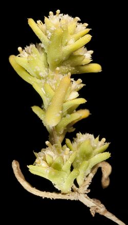 Fitzwillia axilliflora - Flickr - Kevin Thiele.jpg